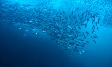 Sustainable Seafood: Barriers and Opportunities ed_2025912164