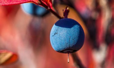 One Health as Holistic Problem Solving ed_2025912221