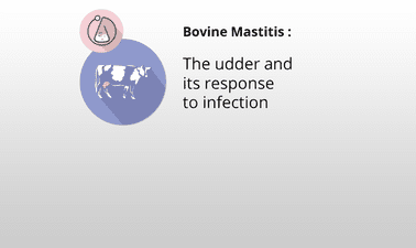 The udder and its response to infection ed_20259258