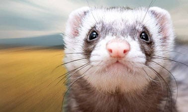 Grant Award Management ed_20259306