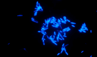 Modern Biotechnologies for Wastewater Treatment ed_20259908